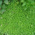 Dichondra argentea 'Emerald Falls'
